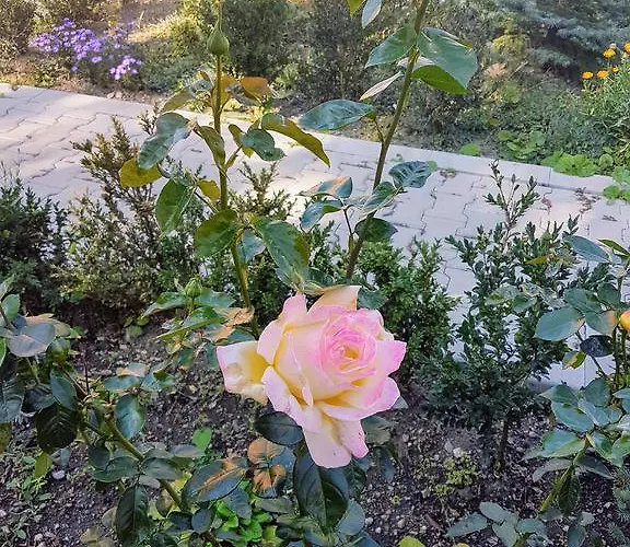 Cozy House Decebal 3*